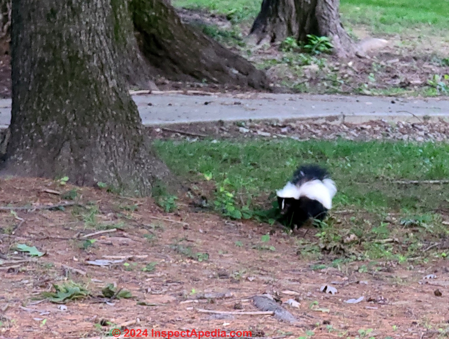 Skunk on the Vassar Golf Course (C) Daniel Friedman